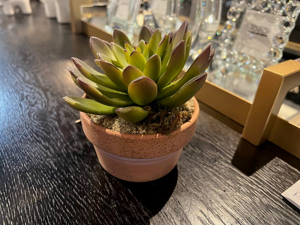 Succulent in Clay Pot