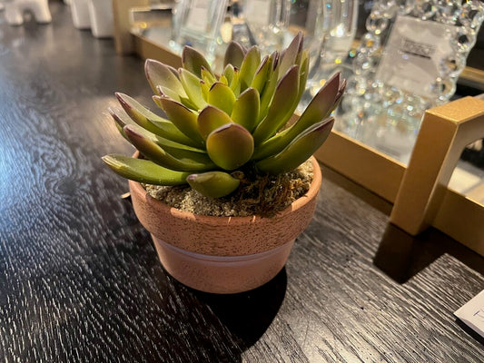 Succulent in Clay Pot