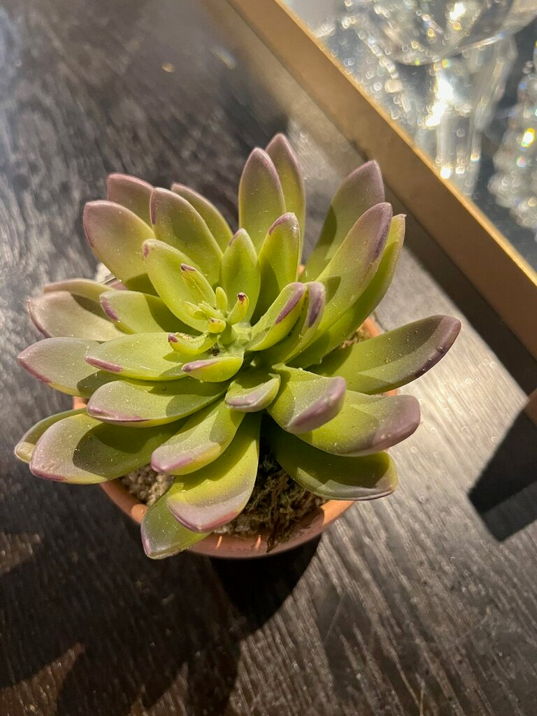 Succulent in Clay Pot