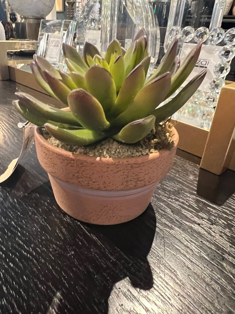 Succulent in Clay Pot